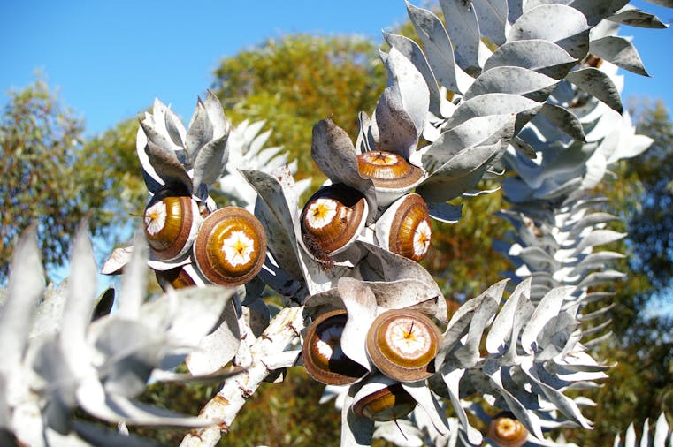 Pangarinda Botanic Garden