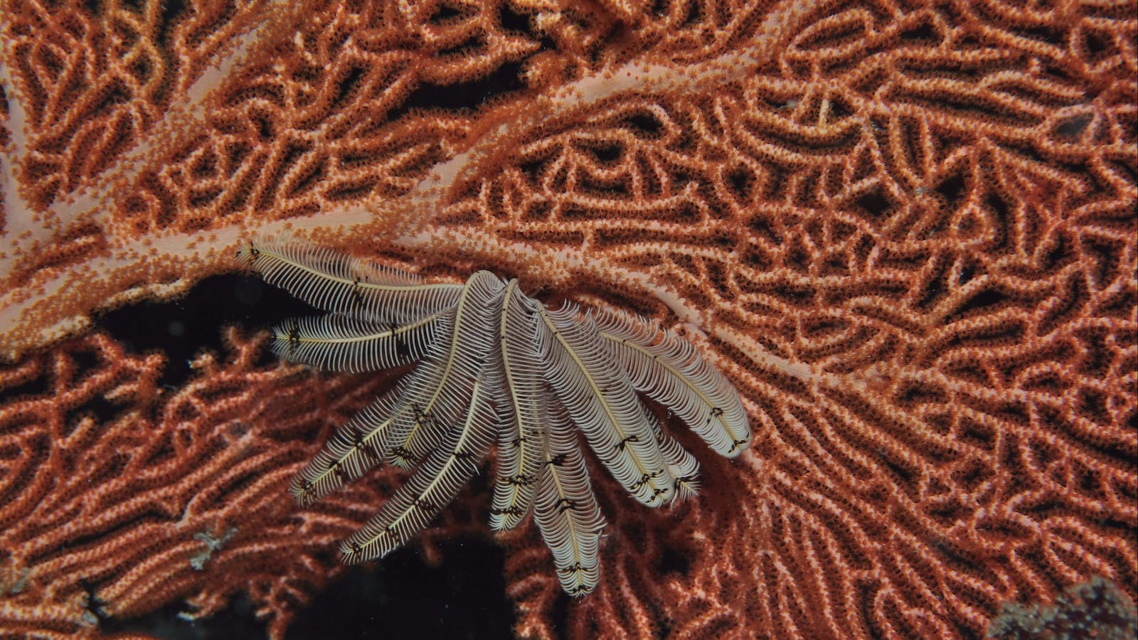 Gorgonia Hole