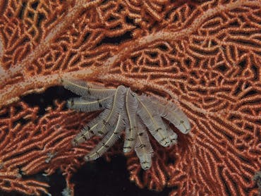 Gorgonia Hole
