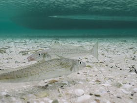 King George Whiting in the sea