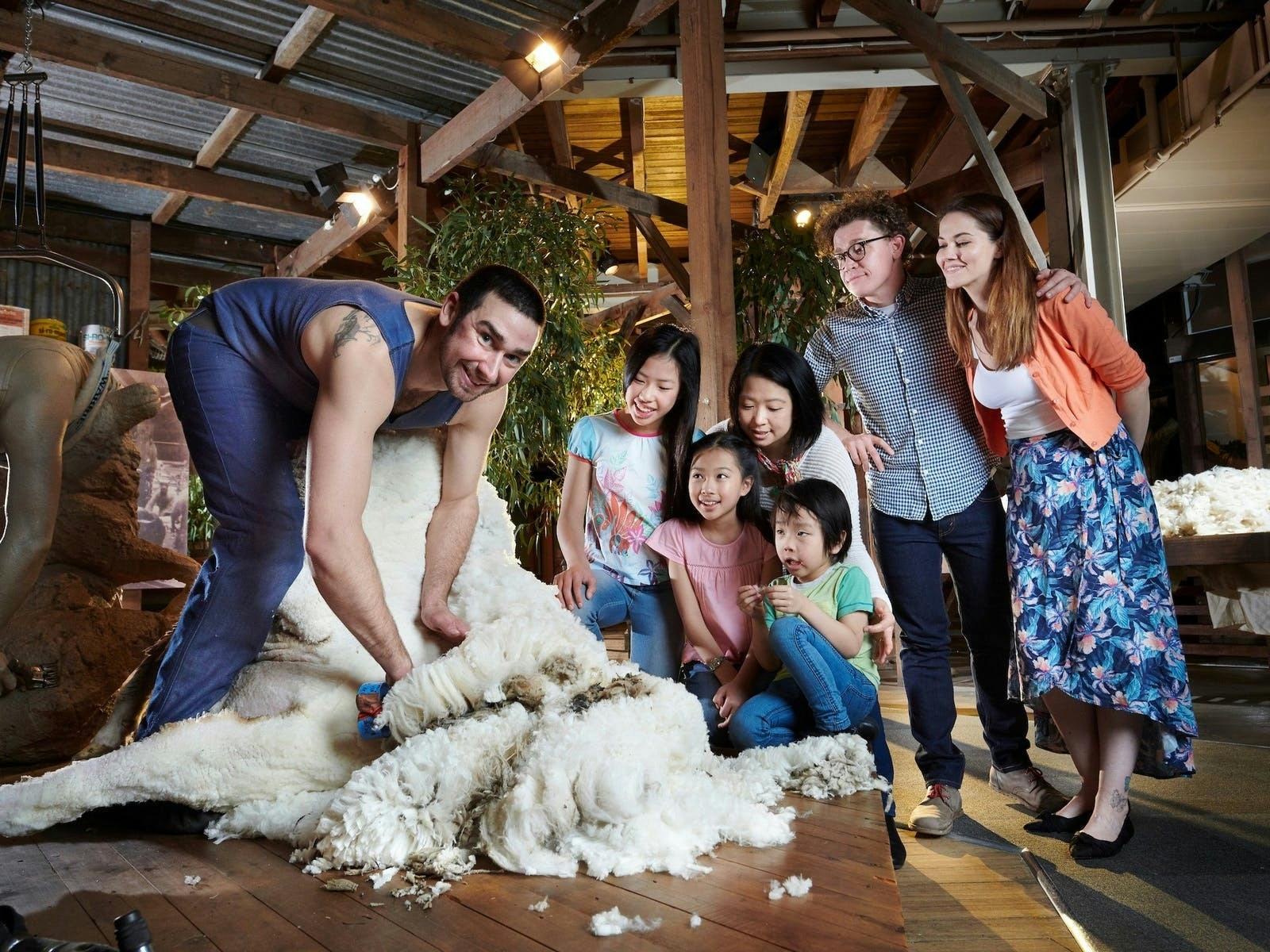 Sheep Shearing