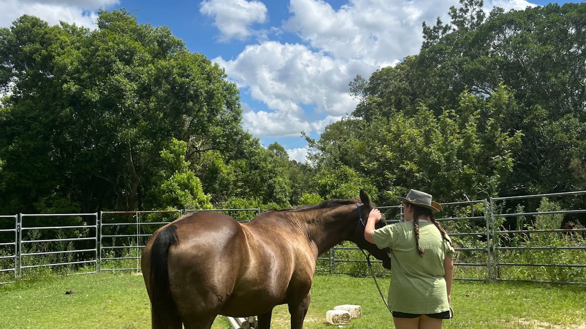 Brumbies hollow equine experiences featuring a participant patting a horse in a training yard