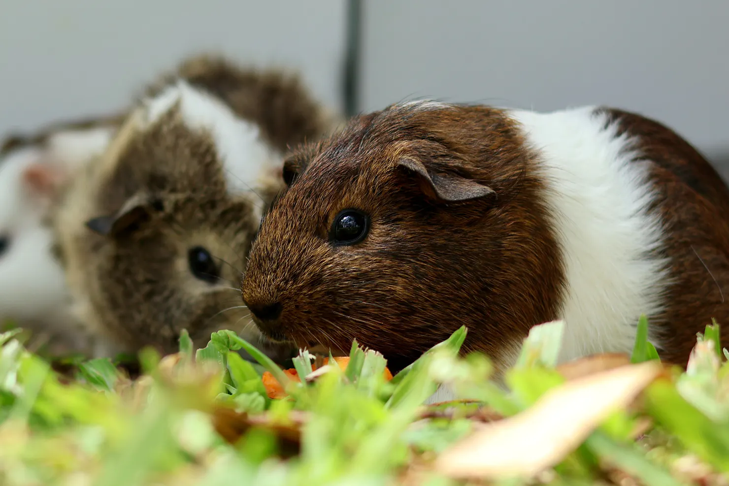 Guinea pigs love eating fresh grass