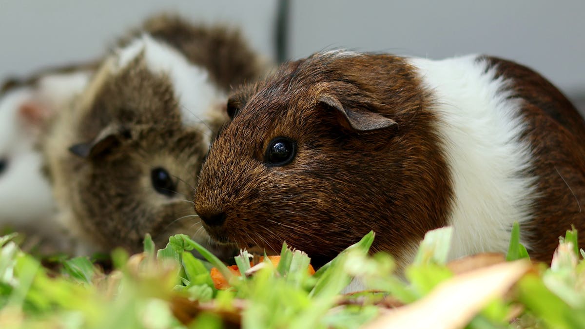 Guinea pigs love eating fresh grass