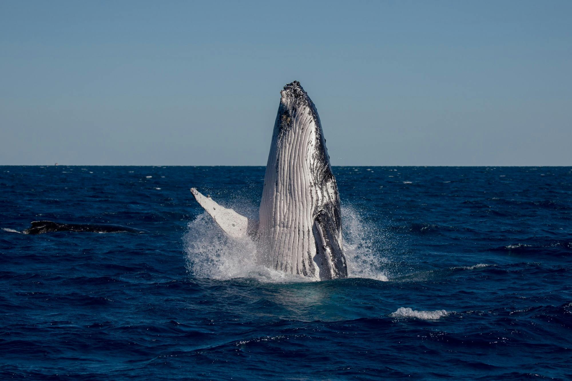 Breaching whales are a thrill to witness on Hervey Bay's Ultimate Whale Watch