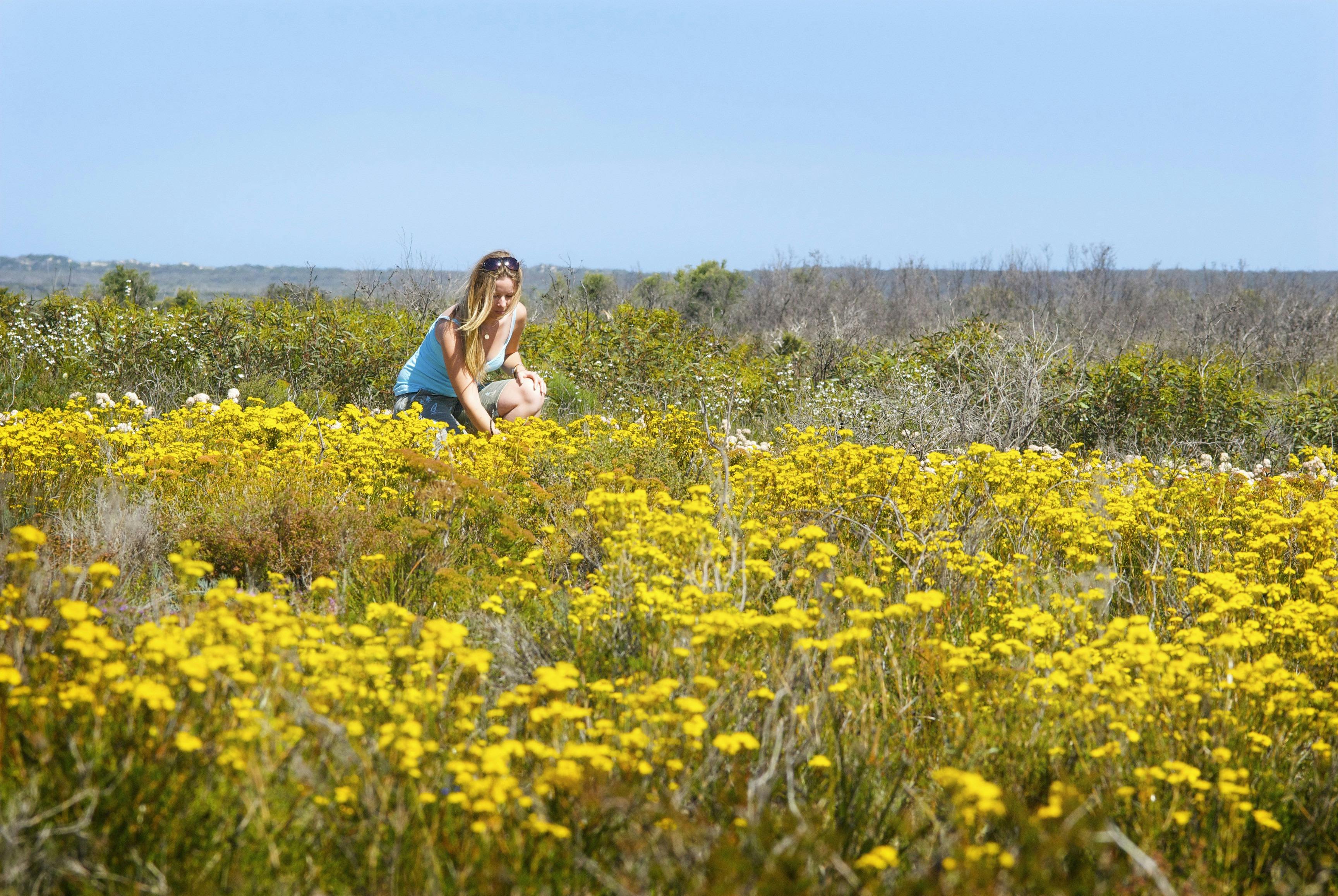 Esperance Wildflower Trail, Esperance, Western Australia