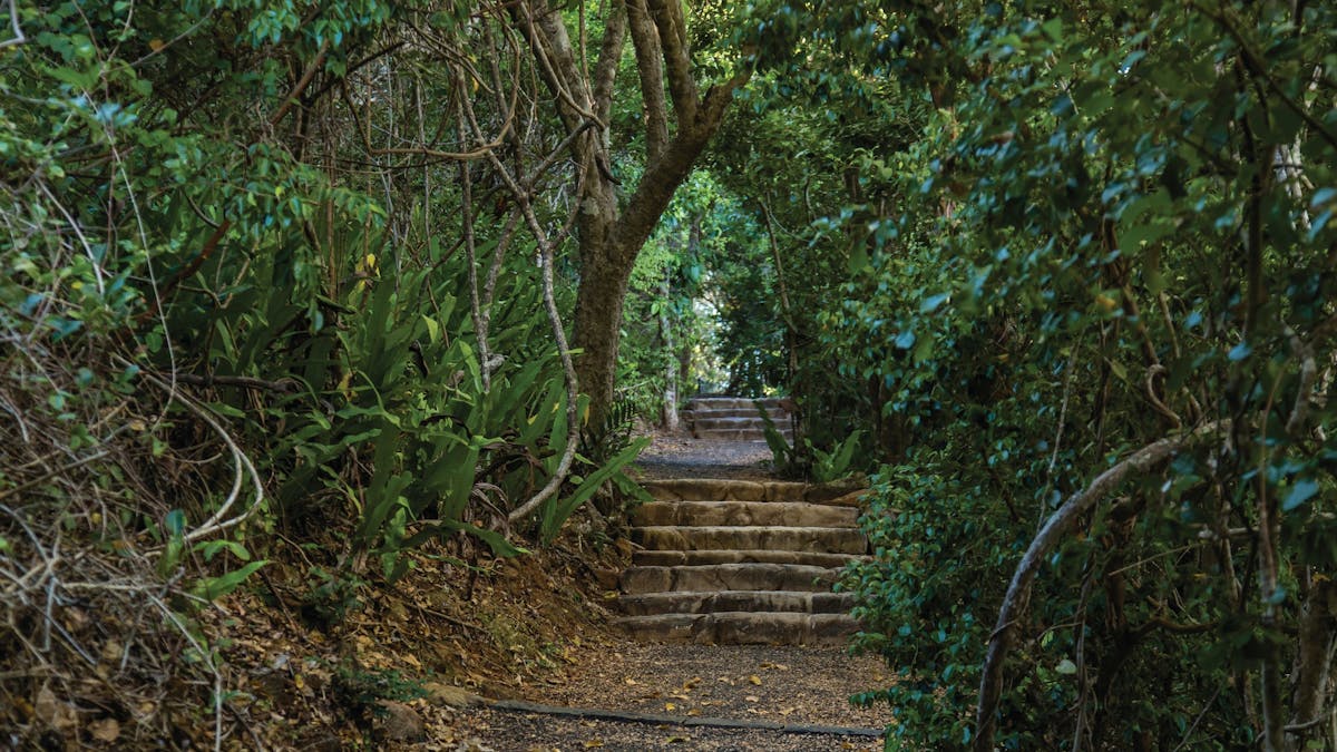 Steps on sealed track surrounded by shady vine thicket Steps on sealed track surrounded by shady vine thicket