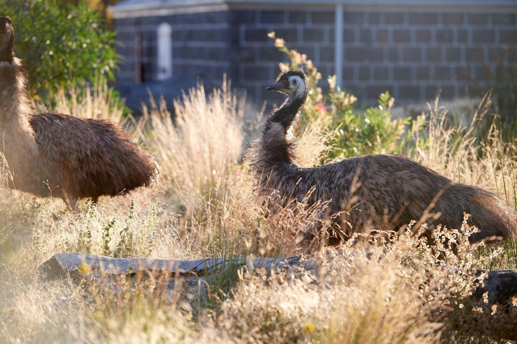 Emu in the grass