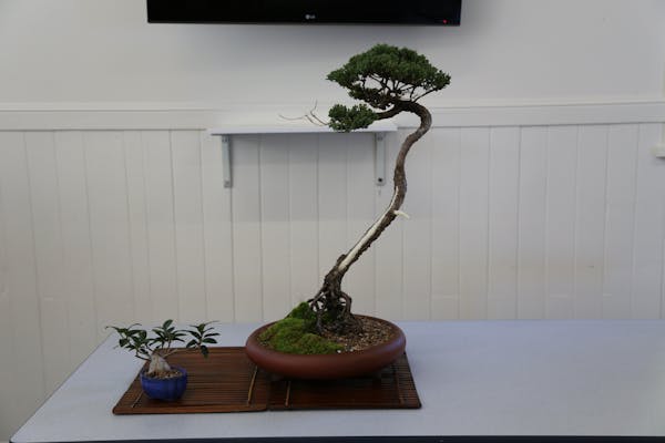 Wauchope Bonsai Workshop Group