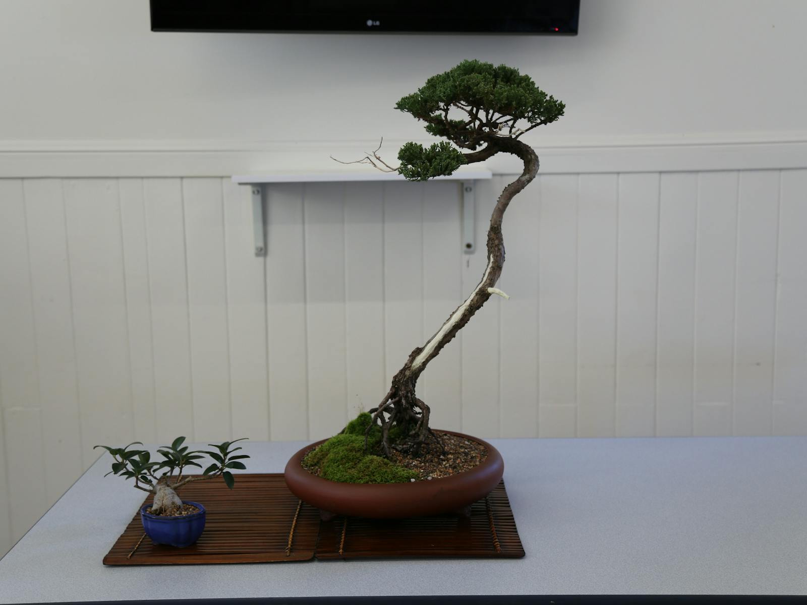 Image for Wauchope Bonsai Workshop Group