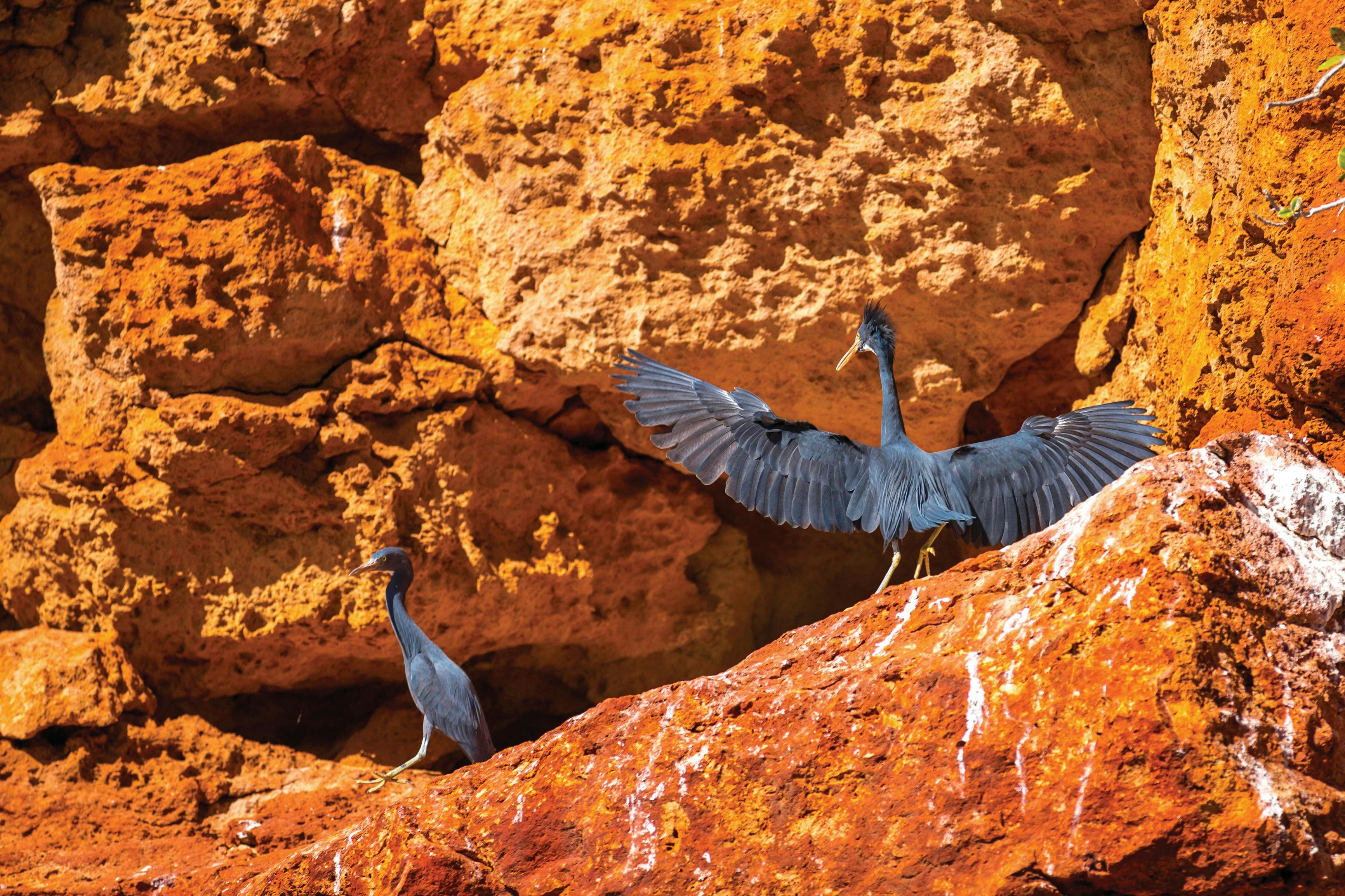 Cape Range Wildflower Trail, Western Australia