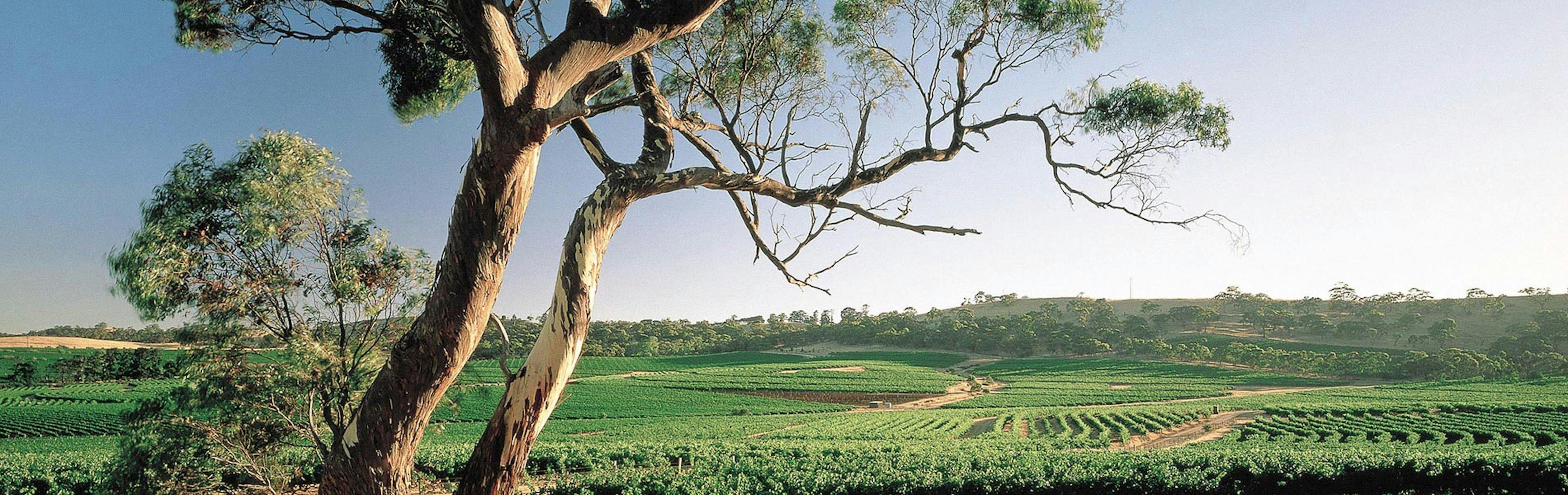 at the gorgeous rolling hills of Clare Valley