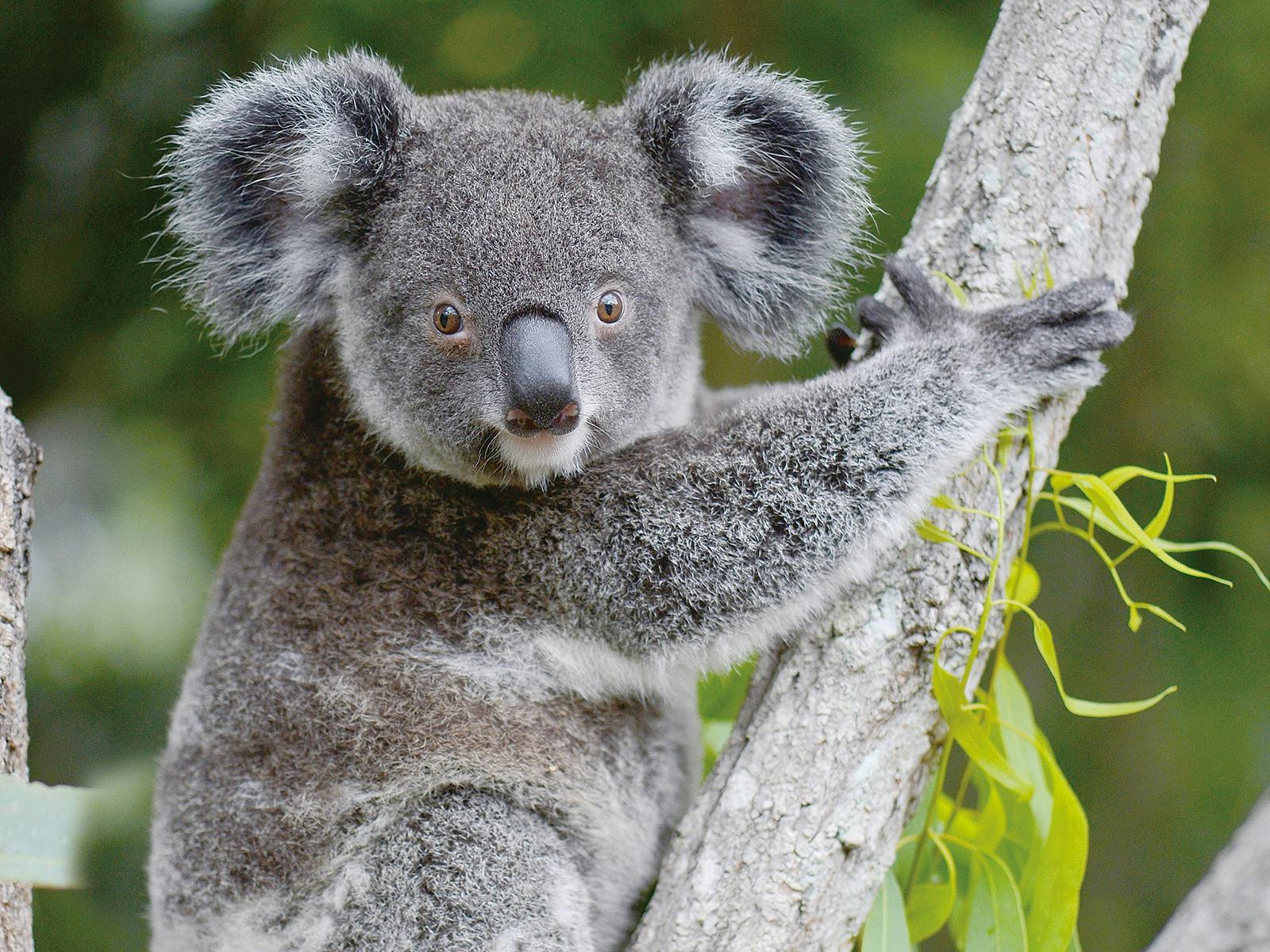 Australia Zoo