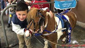 Pony Trots