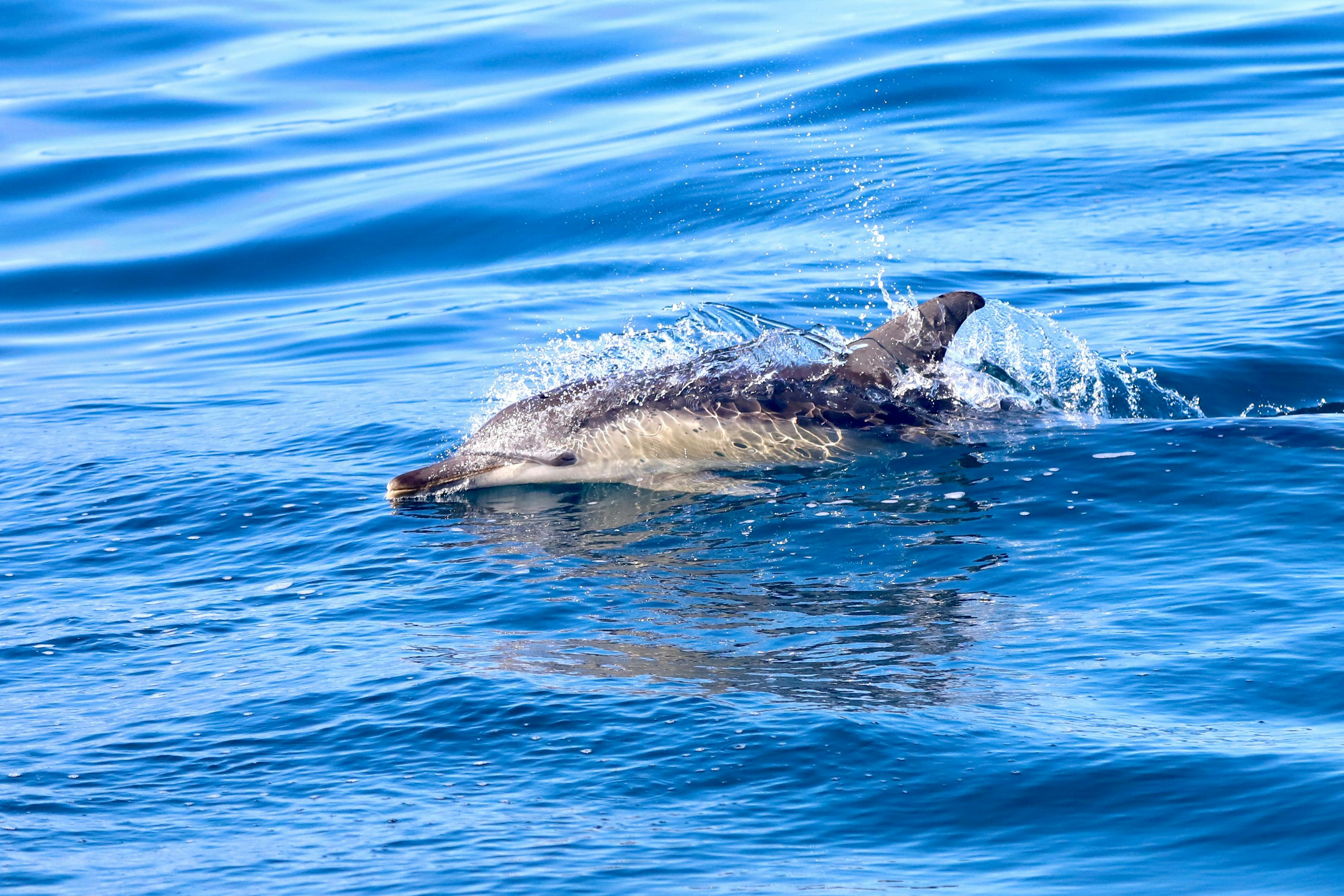 We regularly encounter our common and bottlenose dolphins on our tours.