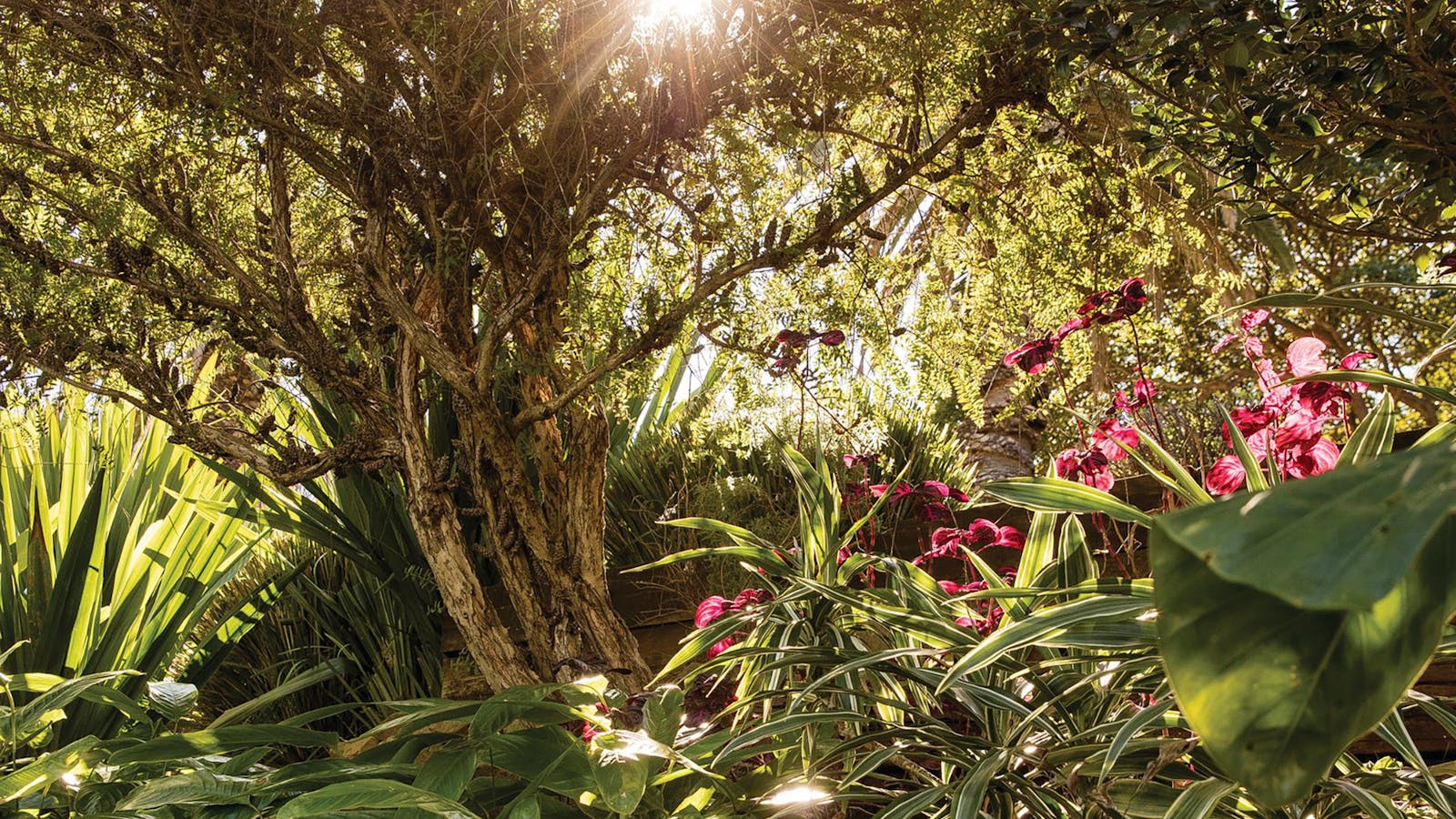 Wendy Whiteley's Secret Garden