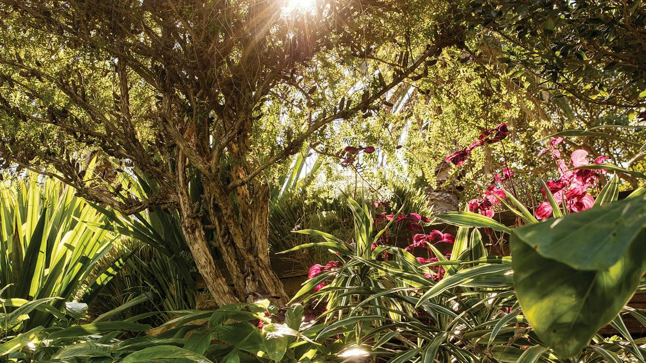 Wendy Whiteley's Secret Garden, Lavender Bay