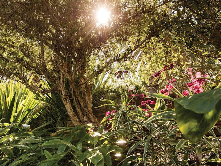 Wendy Whiteley's Secret Garden, Lavender Bay