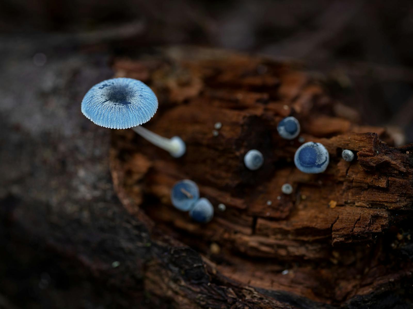 The delightful blue "Pixie's Parasol" is a photographic highlight in Tasmania's Tarkine rainforest