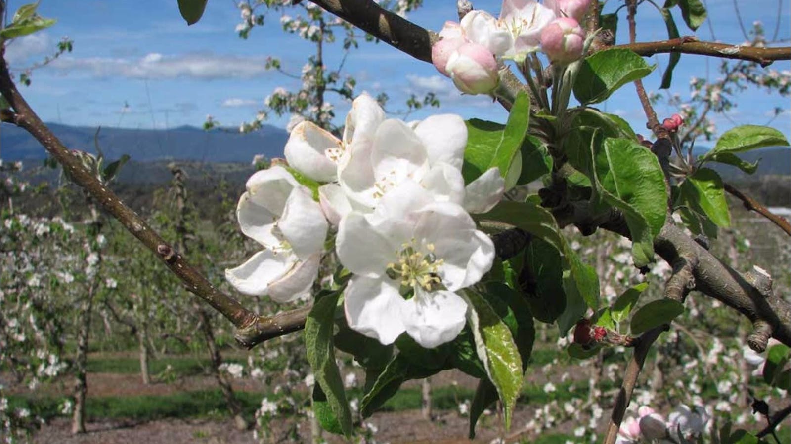Mouat's Farm