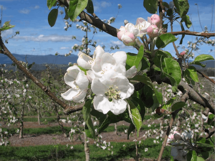 Mouats Farm blossoms
