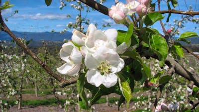 Mouats Farm blossoms