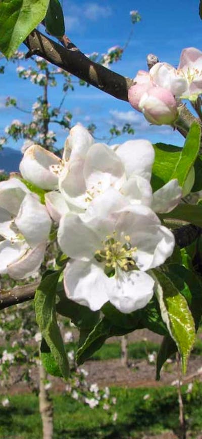 Mouats Farm blossoms