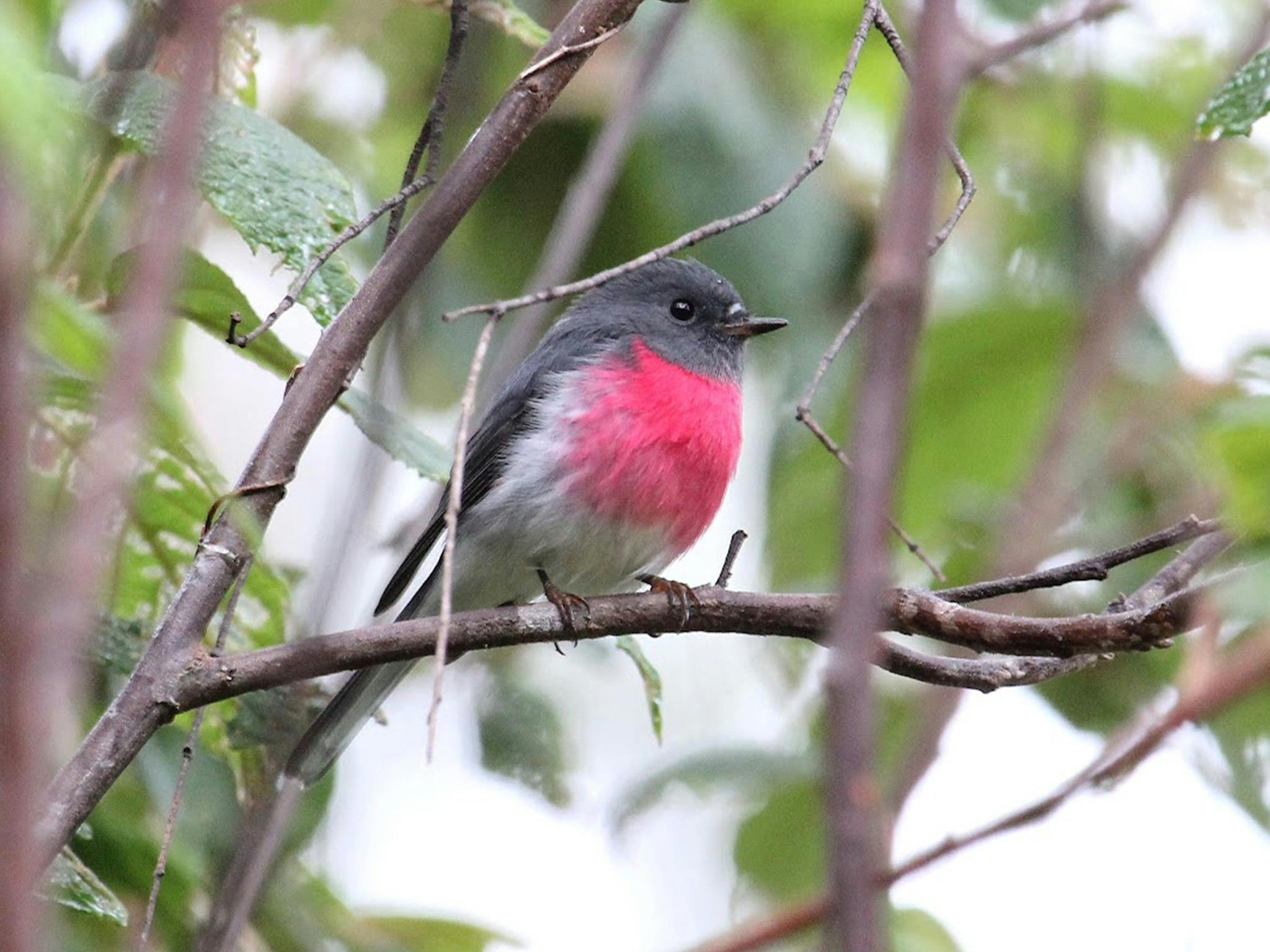 Southern Wildlife Air Safari (15 days)