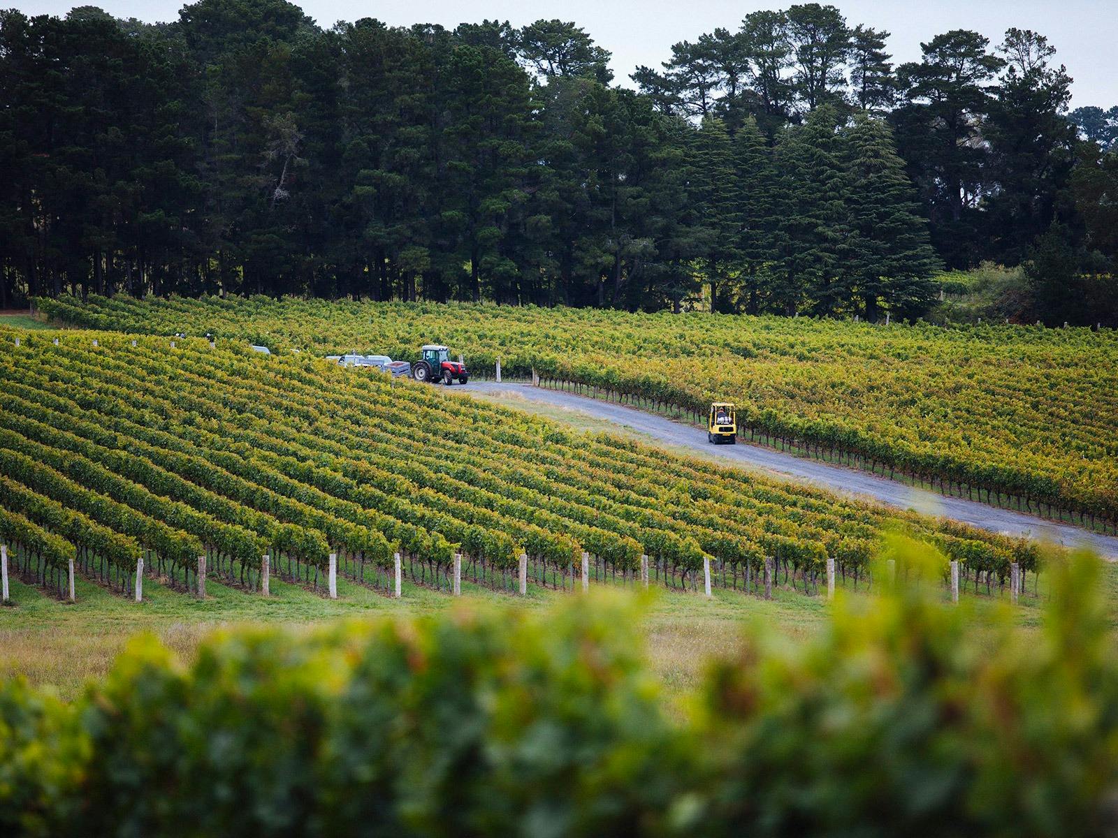 Colmar Estate during vintage, a view of the vineyard with tractors throughout