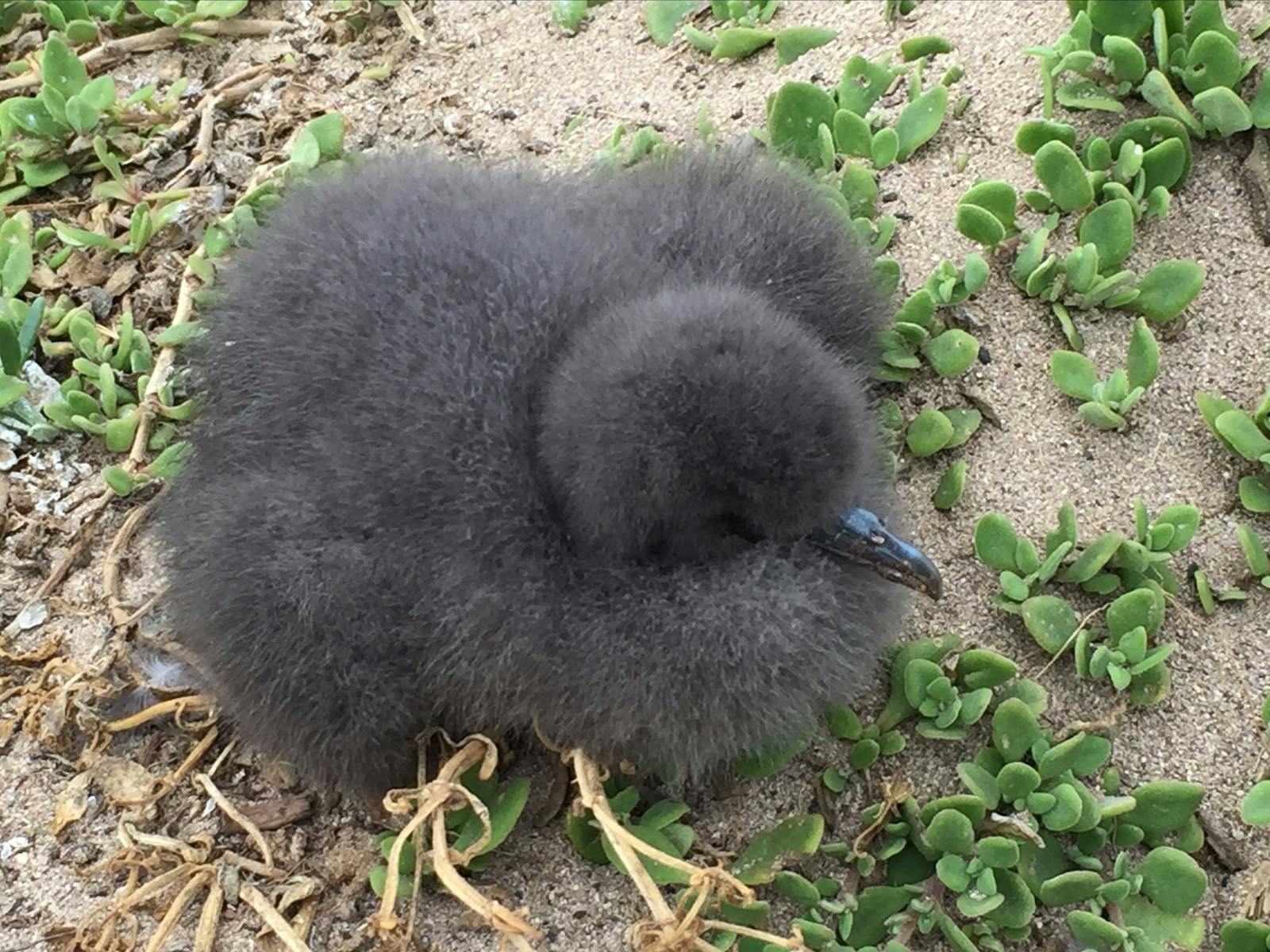 Mutton Bird chick Flinders Island Tasmania