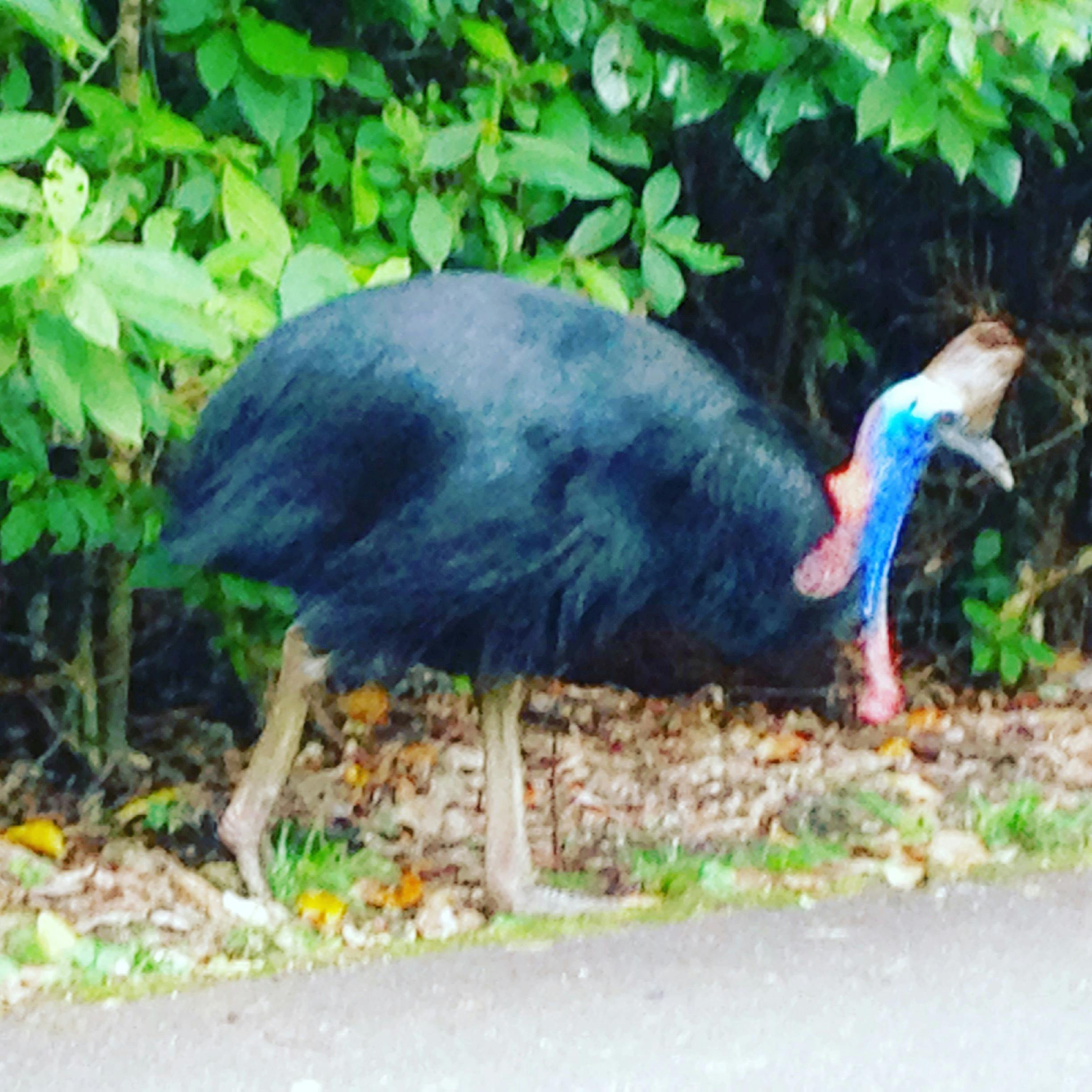 Endangered Wildlife is often encountered by our knowledgeable local guides.