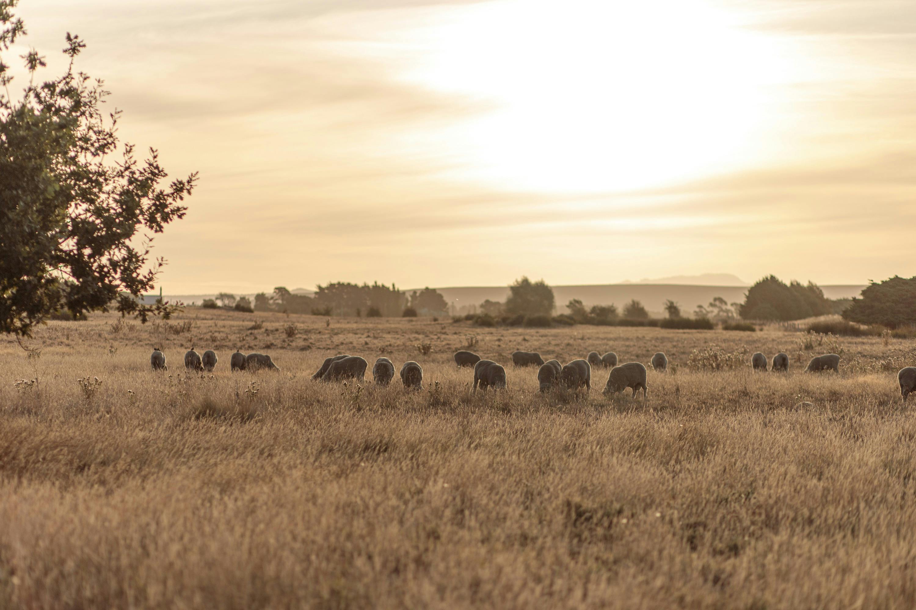 Fields surrounding Oatlands, Tasmania