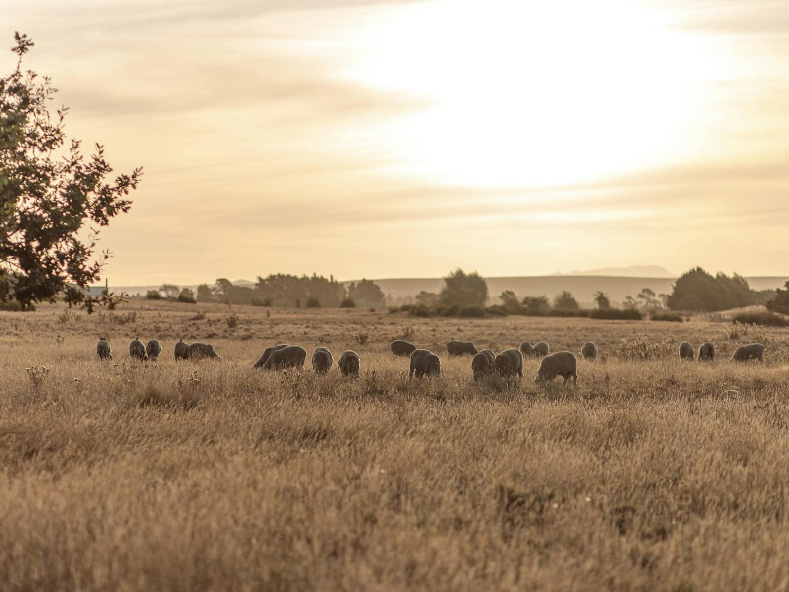 Fields surrounding Oatlands, Tasmania