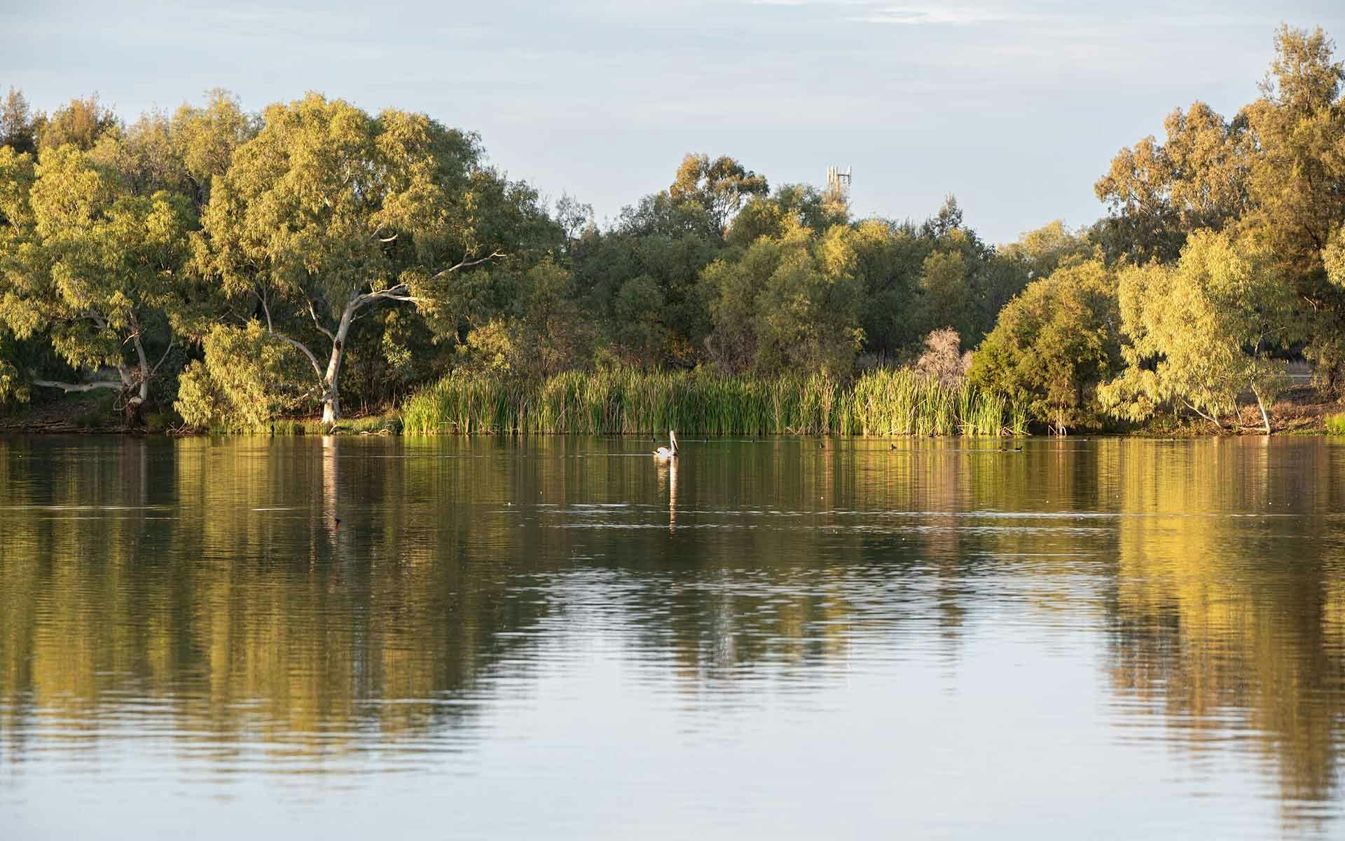 Roma Bush Gardens Railway dam with pelican swimming