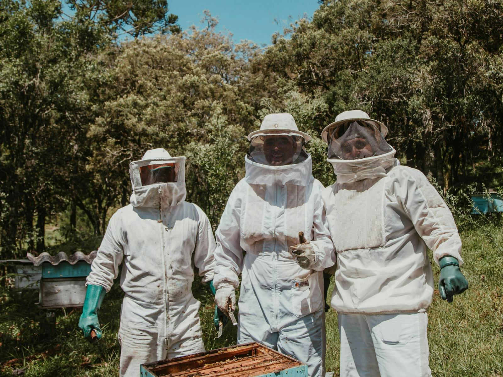 The Apiary Bay and Bush