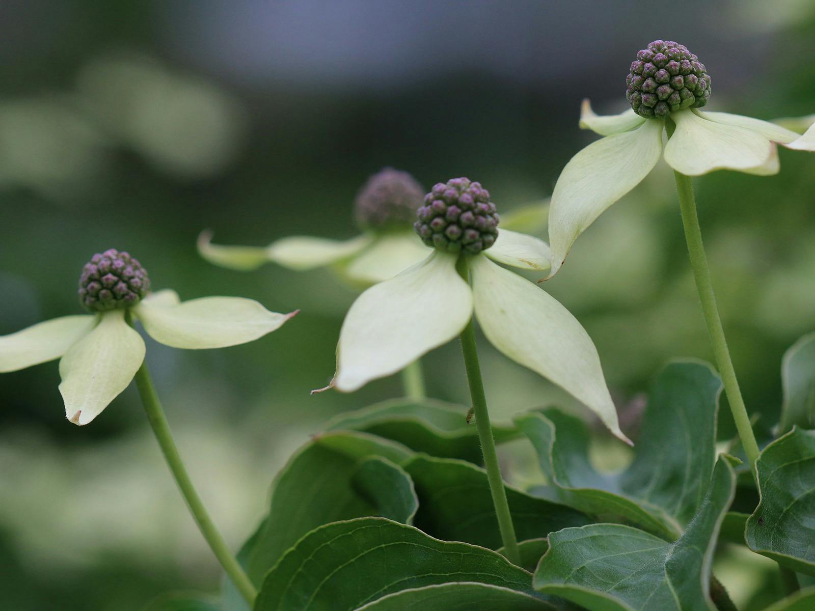A close image of 'flowering dogwoods' with tight purple cluster centres and pale white 'petals'