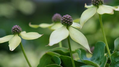 A close image of 'flowering dogwoods' with tight purple cluster centres and pale white 'petals'