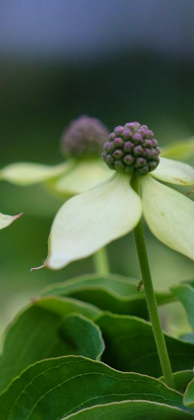 A close image of 'flowering dogwoods' with tight purple cluster centres and pale white 'petals'
