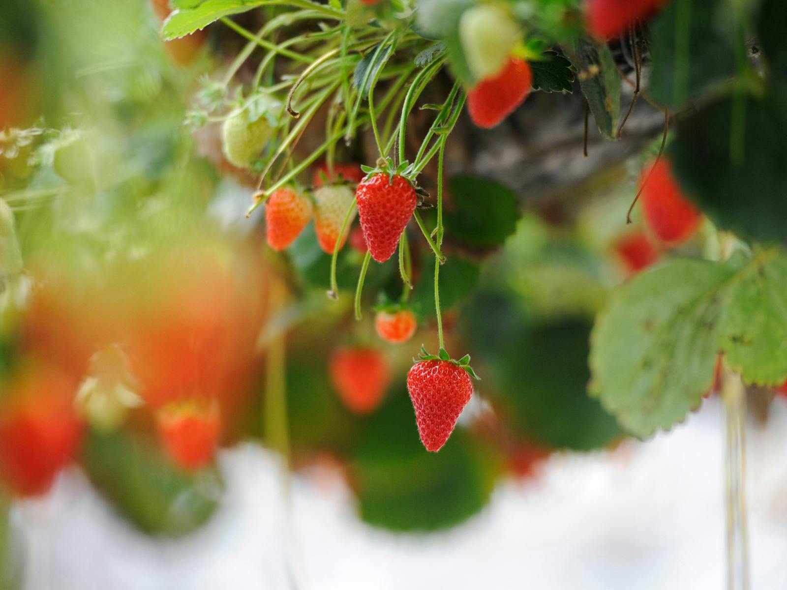 ベリーリシャスイチゴ