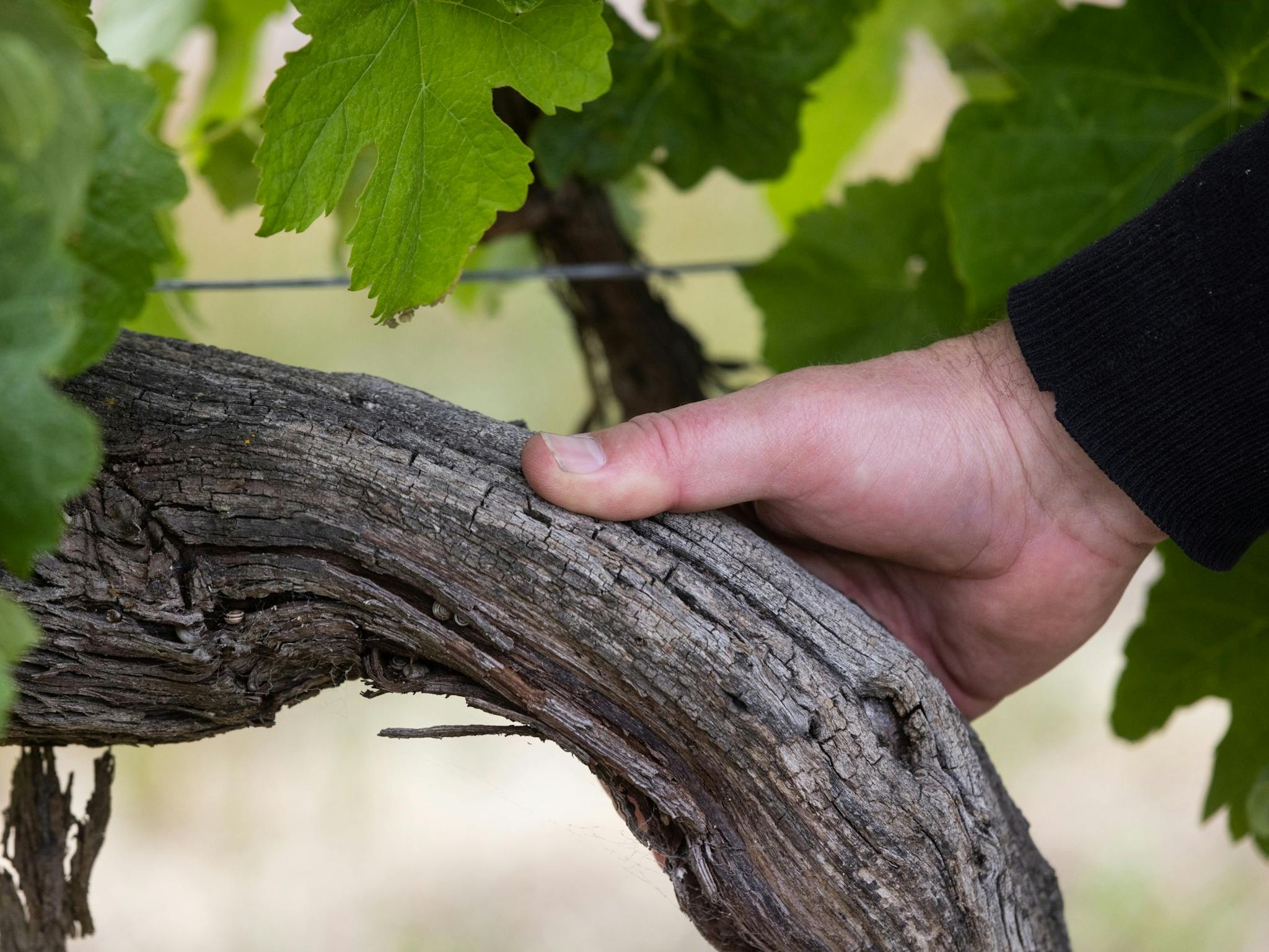 Old Vine Shiraz Close Up