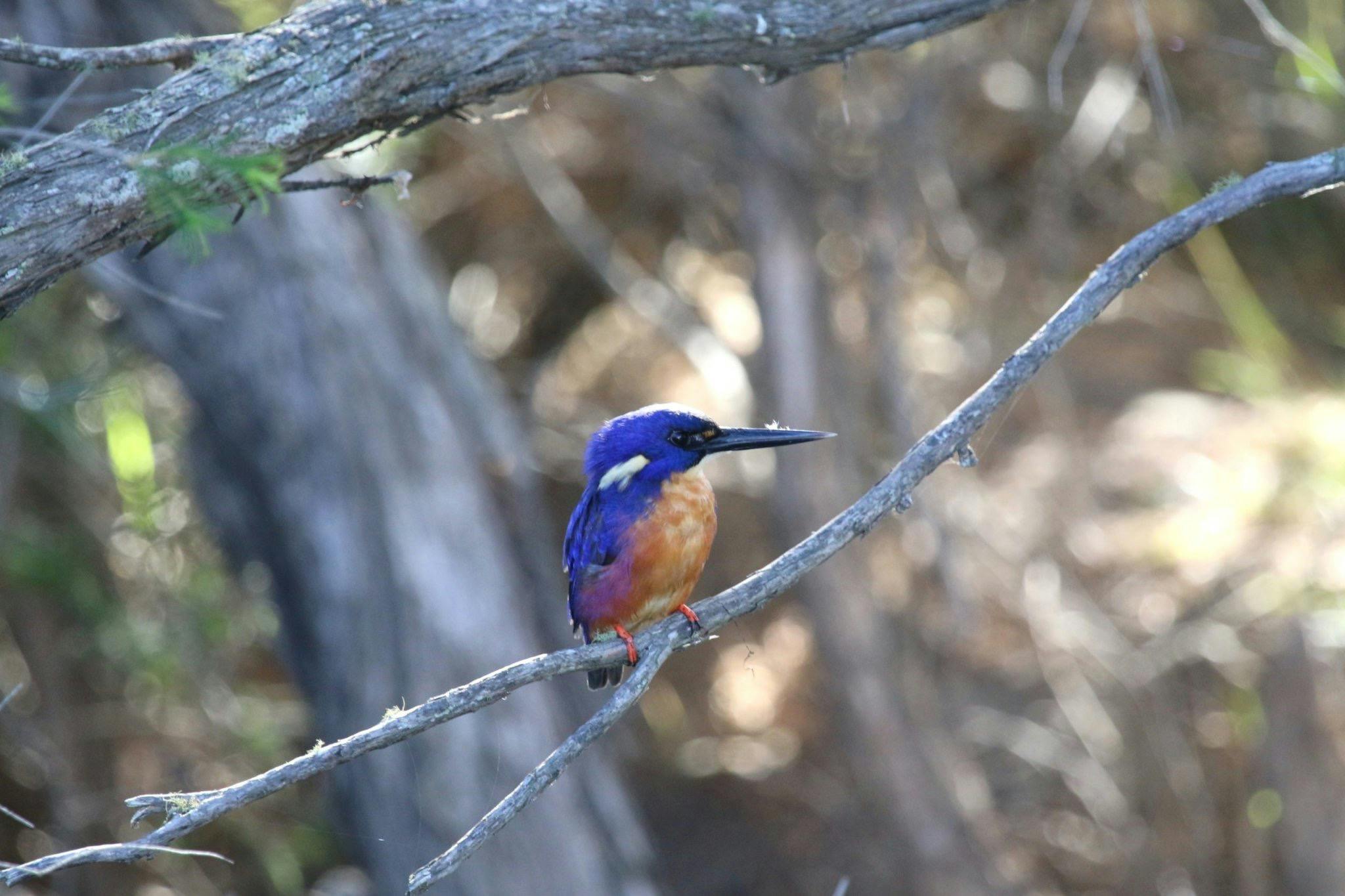 Azure Kingfisher