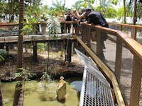 Crocodile feeding presentation wildlife habitat port douglas