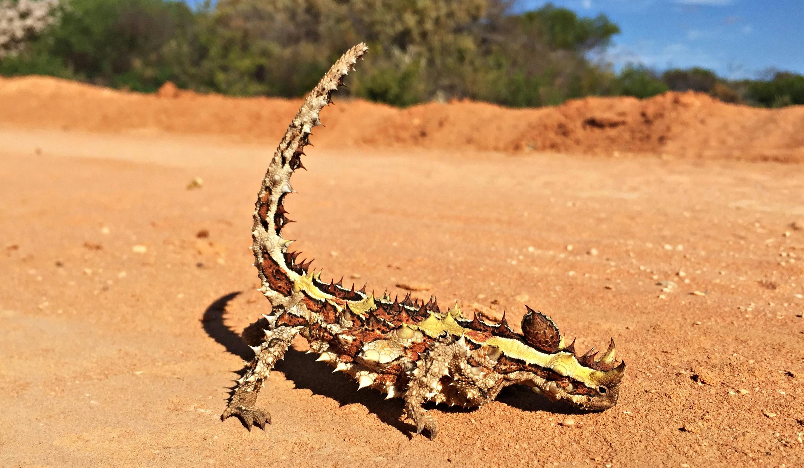 Shark Bay Coastal Tours, Denham, Western Australia