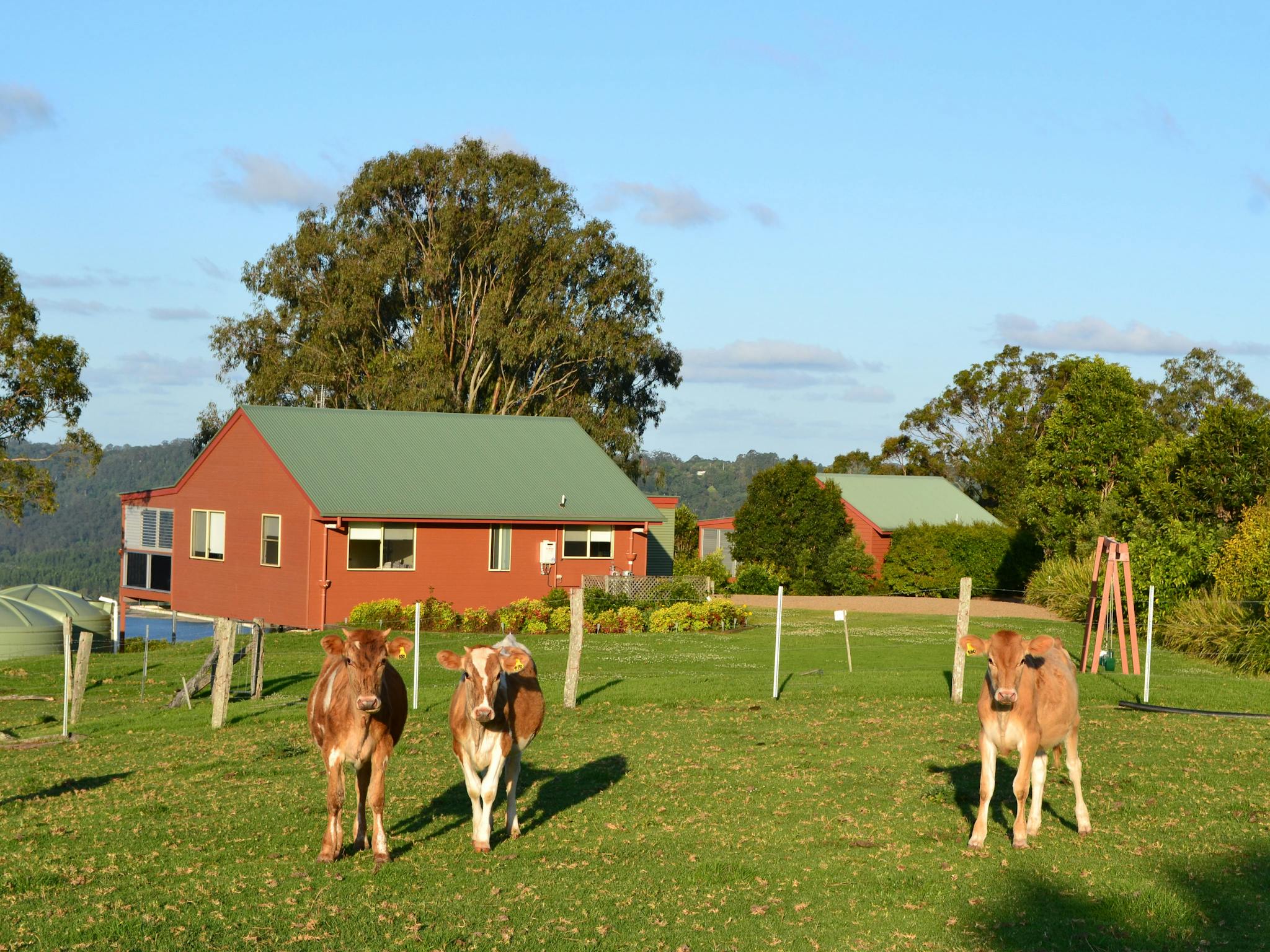 Tamarid cottage with cows Tamarid cottage with cows