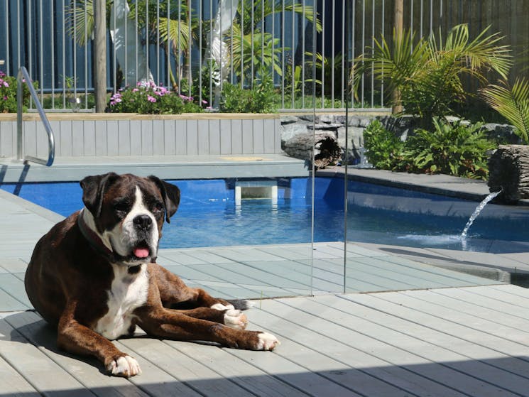 Dog lying next to pool