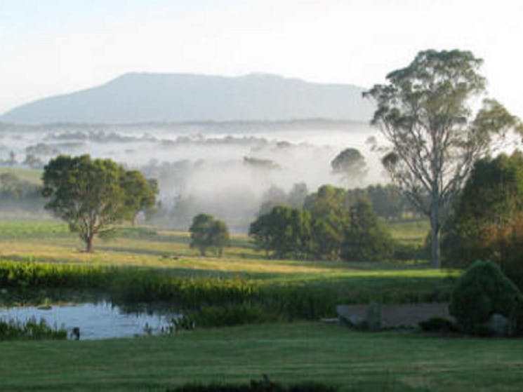 Rusty Fig Wines misty