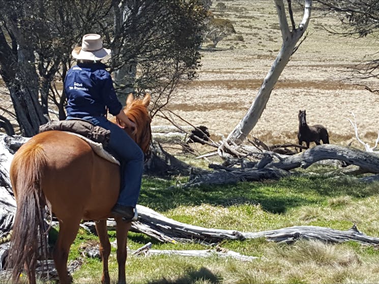 Discover the marvellous brumbies, inquisitive things!