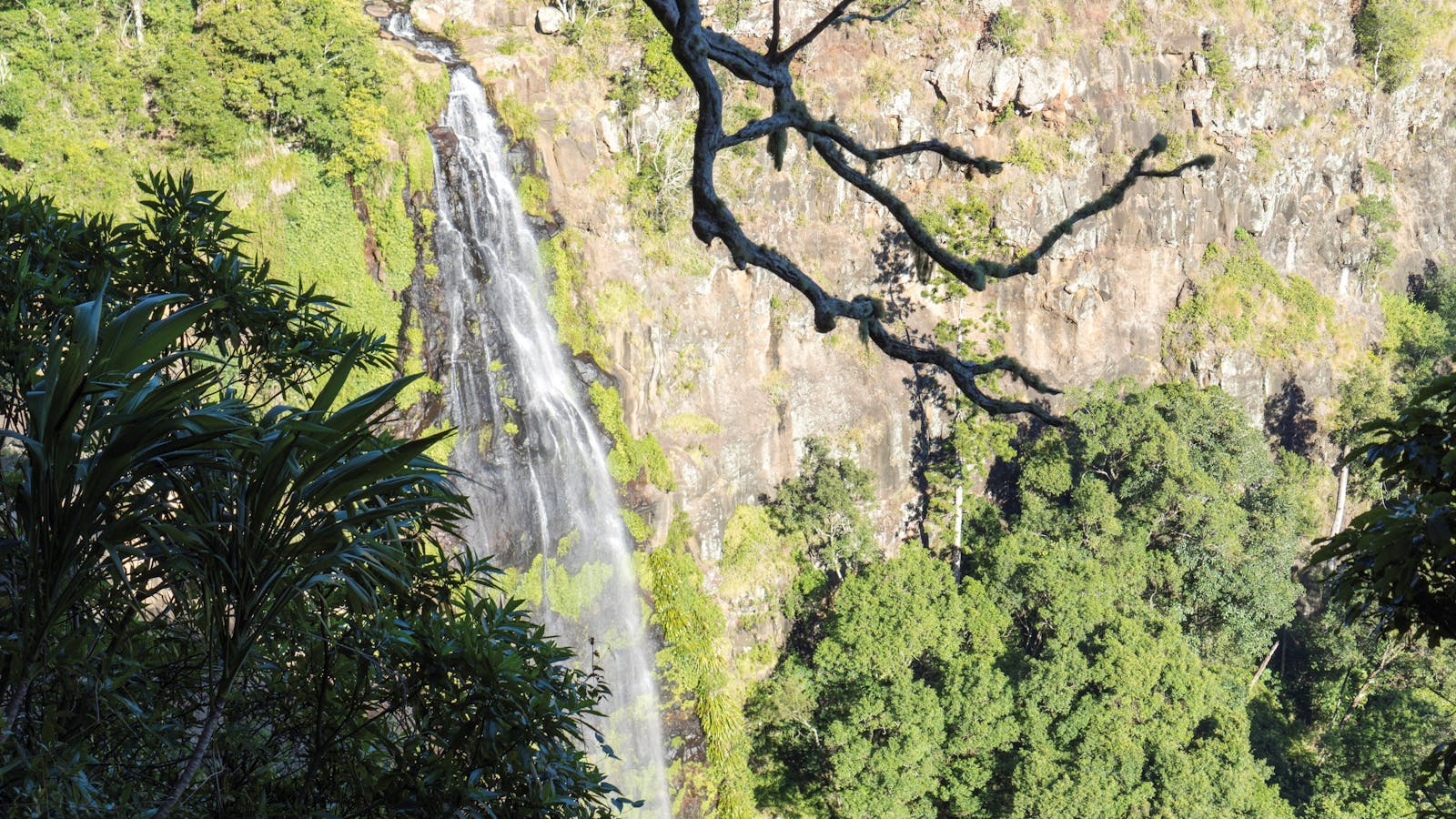 Morans Falls track, Lamington National Park