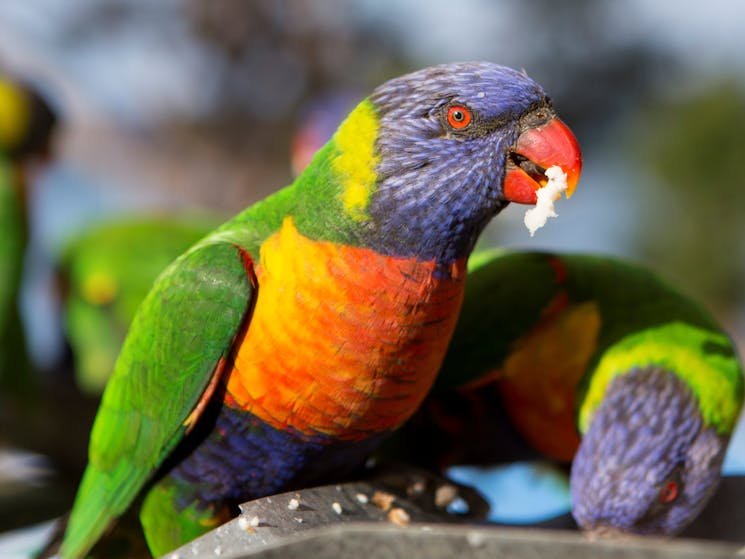 Lorikeet