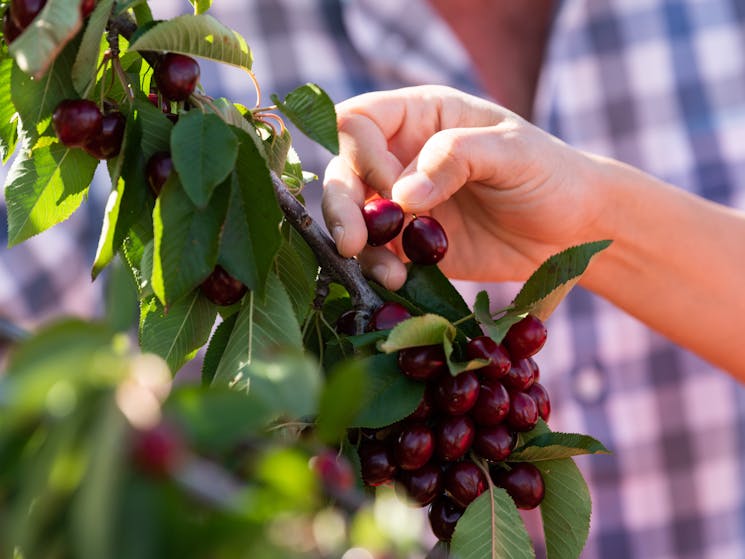 Handpicking cherries in Young NSW